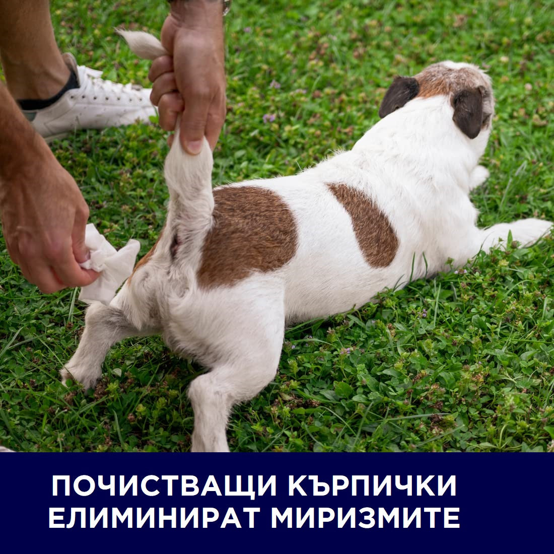 Pet Clean Tushie Wipes for Dogs & Cats - снимка 3 от 5