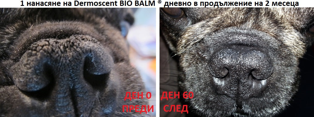 Dermoscent BIO BALM - Натурален възстановяващ балсам за суха и напукана кожа при кучета - снимка 3 от 4