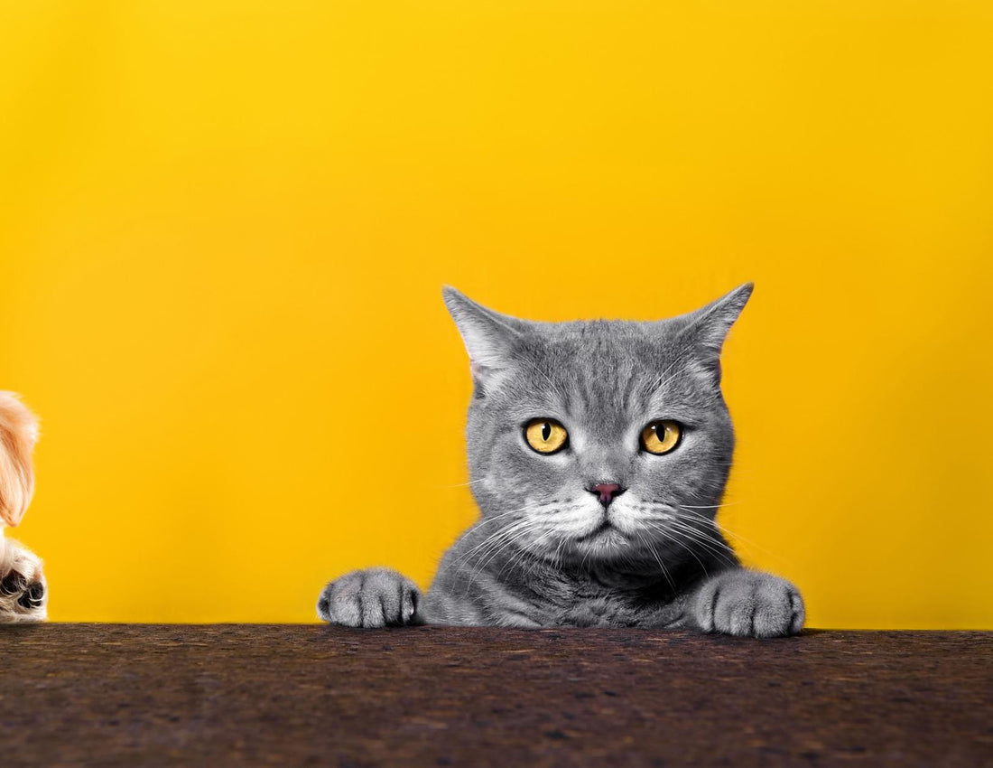 Коте на жълт фон - всичко за котки